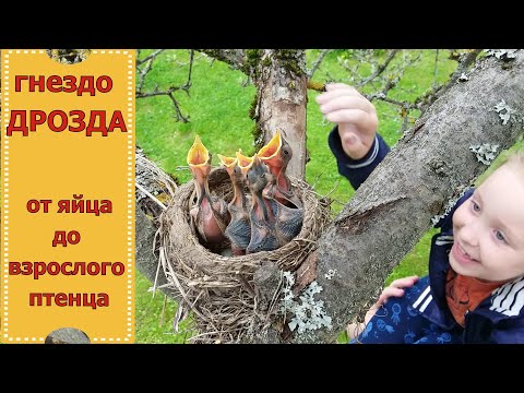 Видео: СПАСЕНИЕ МАЛЕНЬКИХ ПТЕНЦОВ ДРОЗДА  rescue of small thrush chicks