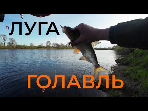 Видео: Сырть клёв на Луге! Апрель-май 2025 рыбалка под Кингисеппом — фидер и донка в деле!