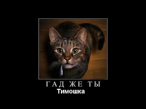 Видео: Веселые картинки. Коты приколы смешные. Кошки приколы смешные.