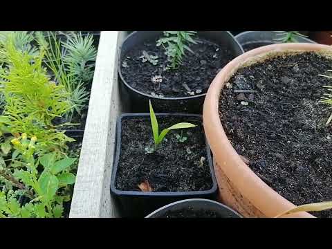 Видео: Выращивание пальм из семян. Трахикарпус, хамеропс, вашингтония, сабаль минор, кордилина южная