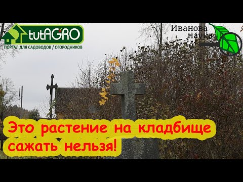 Видео: ЭТИ РАСТЕНИЯ НА КЛАДБИЩЕ ВЫСАЖИВАТЬ НЕЛЬЗЯ! Какие цветы посадить на могиле?