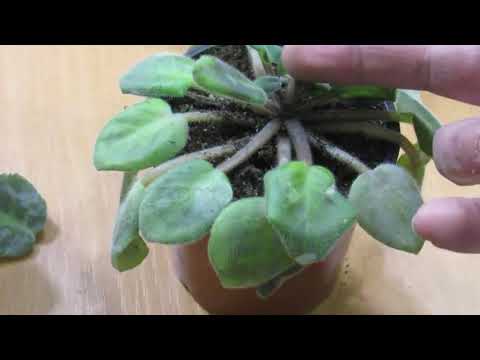 Видео: ФИАЛКА ПРОПАДАЕТ ПОСЛЕ ПЕРЕСАДКИ. КАК ИЗБЕЖАТЬ ЗАГНИВАНИЯ.