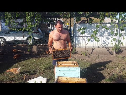 Видео: САМОГОН из МЁДА. МЕДОВУХА в Домашних Условиях. ENG SUB.