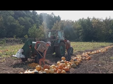 Видео: Молотимо гарбузи.