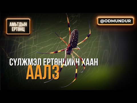 Видео: Сүлжмэл ертөнцийн эзэн аалз - АМЬТДЫН ЕРТӨНЦ