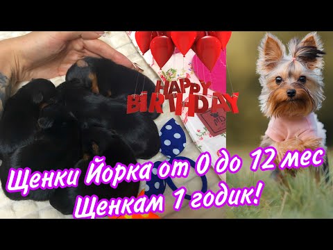 Видео: ЩЕНКИ ЙОРКА ОТ 0 до 12 мес| Щенкам уже 1 годик! Йоркширские терьеры ❤️