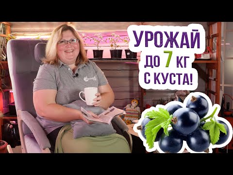 Видео: ТОП СОРТОВ СМОРОДИНЫ! Лучшие сорта смородины. Сорта смородины для выращивания в Сибири