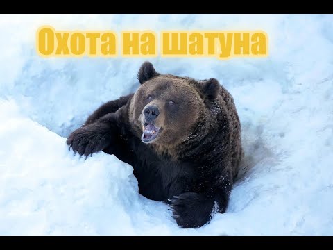 Видео: Охота на шатуна