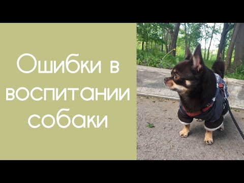 Видео: О ЧЁМ Я ЖАЛЕЮ | ОШИБКИ В ВОСПИТАНИИ СОБАКИ
