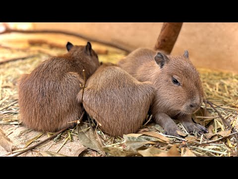 Видео: Специальный выпуск «Детеныш капибары» [Эпизод 5] [Нагоя, Япония]