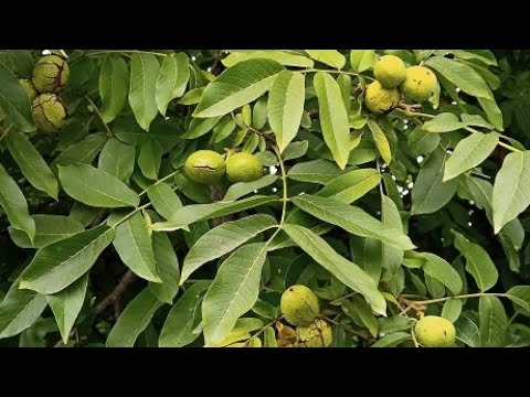 Видео: Как размножить грецкий орех отводками Результат 100%