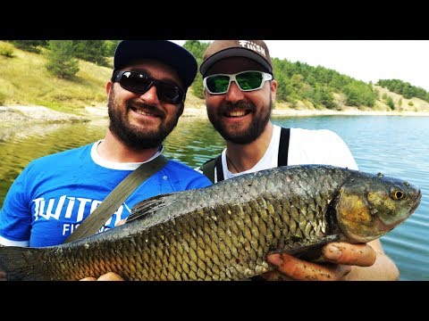 Видео: Риболов на кефал, щука и костур на ДИКАНИТЕ FISHING challenge трофеен клен и бабушка GIANT CHUB