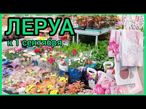 Видео: К 1 сентября ГОТОВ! #ЛеруаМерлен 🌸 #новые #цветы 🌿 #орхидеи 🌸 #цикламены #розы #растения #Липецк