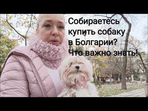 Видео: Собираетесь купить собаку в Болгарии? Что важно  знать!