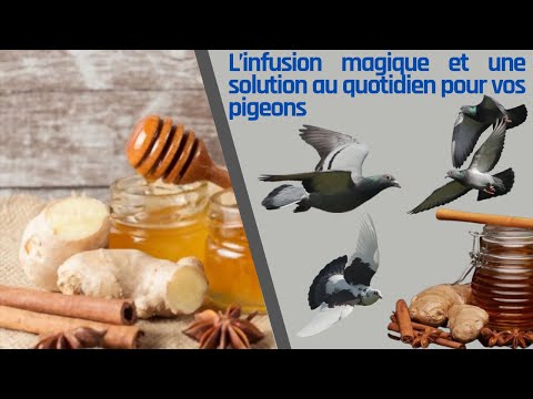 Видео: Волшебный настой и ежедневное решение для ваших голубей