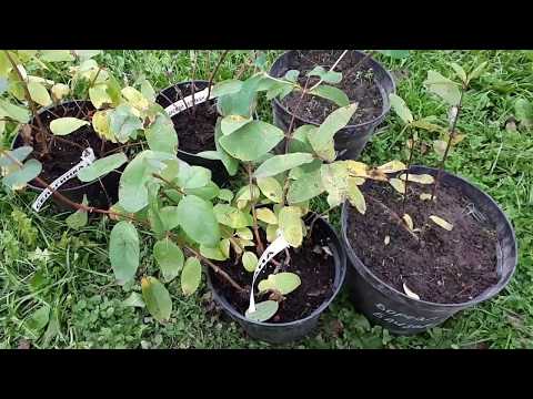 Видео: Посадка жимолости осенью, с закрытой корневой.