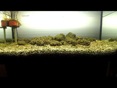 Видео: Биотоп Бугского лимана (Лиман в аквариуме 1ч.)Biotope of the Bug Estuary (Estuary in the aquarium)