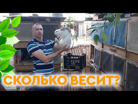 Видео: Сколько весят кролики в 3 месяца?!