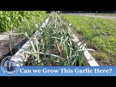 Видео: ЧЕСНОК | Можно ли выращивать этот сорт чеснока здесь?