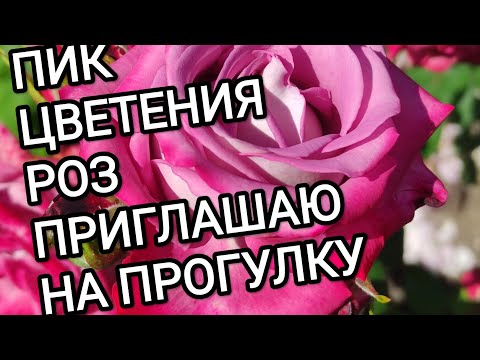 Видео: РОЗЫ.СУПЕР ЦВЕТЕНИЯ. Приглашаю на прогулку в цветущий розарий.ч.1.