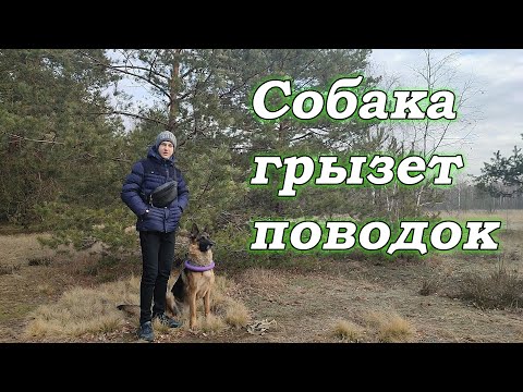 Видео: Как отучить собаку кусать поводок  | Что делать если щенок грызет поводок