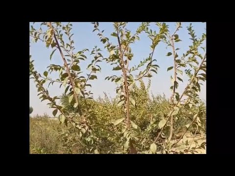 Видео: Йош Пайвант тарбияси, йозги кесувлар натижаси,биз 2чи баргида Нималарга эришдик,40/50кг хосил борми?