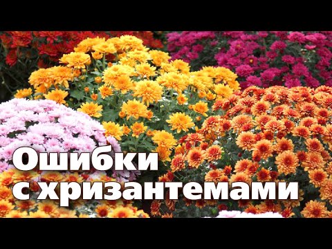 Видео: ВЫРАЩИВАНИЕ КУСТОВЫХ ХРИЗАНТЕМ. Ответы на популярные вопросы