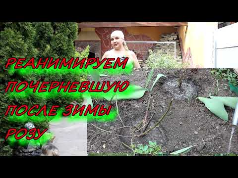 Видео: Реанимация роз после зимы. Как спасти молодые розы?