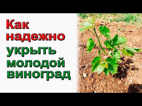 Видео: Чем укрыть молодой виноград на зиму