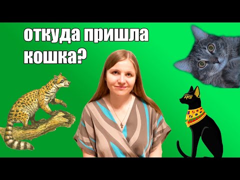 Видео: Как появились кошки? Эволюция, история одомашнивания
