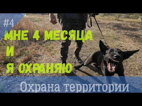 Видео: Воспитание щенка Бэмби. Охрана территории.