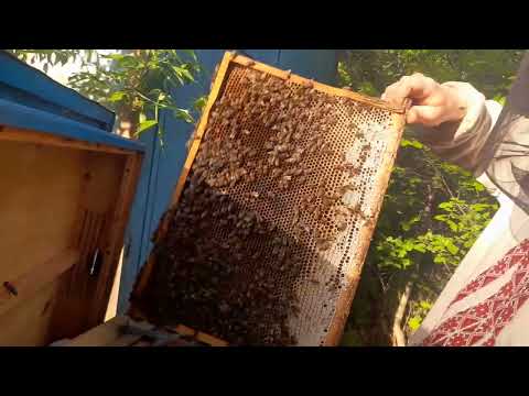 Видео: Качаємо Акацію з лежаків.