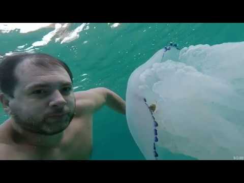 Видео: Танец с медузой! Евпатория 22 10 2018