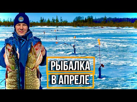 Видео: ОДНИ ЗАГАРЫ И СРАБОТКИ! И ОКУНИ КАК ИЗ ПУЛЕМЁТА! НО НЕ ВСЁ ТАК ПРОСТО!  ЗИМНЯЯ РЫБАЛКА В АПРЕЛЕ!