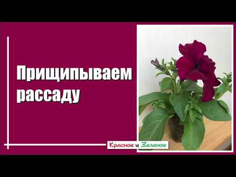 Видео: Какую рассаду цветов когда и как прищипывать?