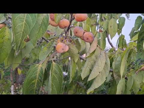 Видео: Урожай сортов хурмы на 2 ноября
