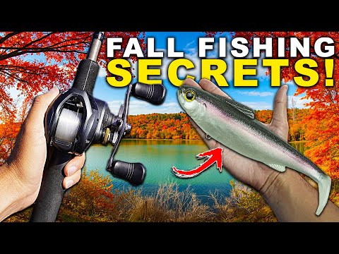 Видео: СЕКРЕТ №1 ловли осеннего окуня, который вам НУЖНО знать!
