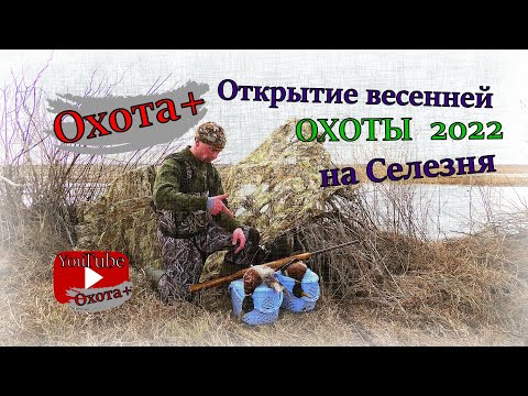 Видео: Открытие весенней охоты 2022 на селезня 4К. Ружье МЦ 20-01  1991 год #открытие #селезень #весна2022