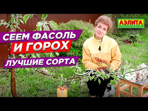 Видео: Сеем фасоль и горох. Фасоль и горох необычной окраски.