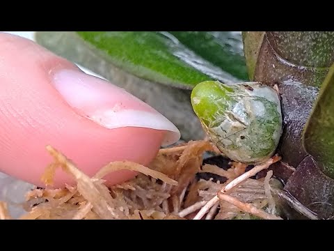 Видео: КУПИ орхидеи ЙОД! корни орхидеи ОКУПЯТ! ЙОД уникум подкормка орхидеи! ЙОДОМ ПОЛИВ орхидеи РАЙ корням