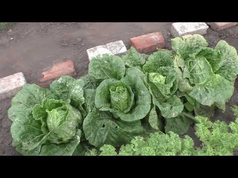 Видео: Обзор моего участка на 1 июля