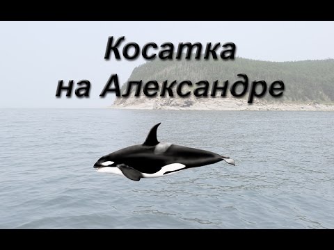 Видео: Русская Рыбалка 3.99 Косатка на Александре