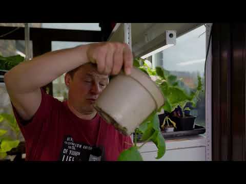 Видео: Выбираем самый простой способ прививки арбуза тонкости и нюансы