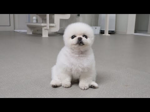 Видео: Песик, который хочет быть свиньей [Ru Pong V-LOG]