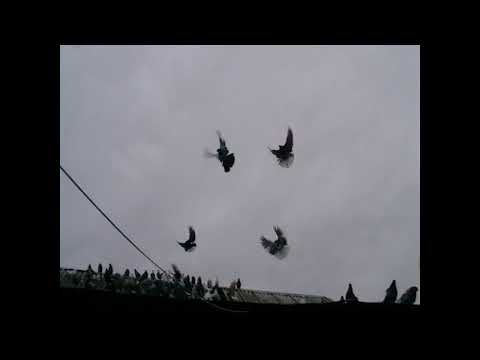 Видео: Николаевские голуби г Павлоград. 6 О1 2О25. В гостях в Савельева Виктора Алексеевича. Кацорик.