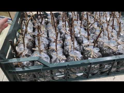 Видео: Удачный способ укоренения черенков.