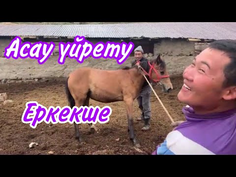 Видео: Асау үйрету! Тай үйрету тәсілдері!