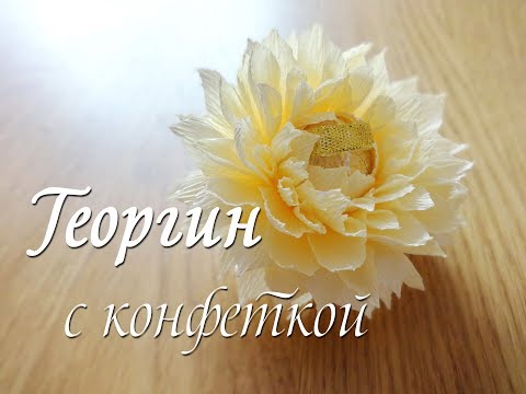 Видео: ГЕОРГИН С КОНФЕТКОЙ.