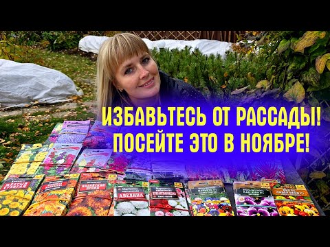 Видео: ИЗБАВЬТЕСЬ ОТ РАССАДЫ! Посейте ЭТИ ЦВЕТЫ ПОД ЗИМУ и весной СКАЖЕТЕ СПАСИБО!