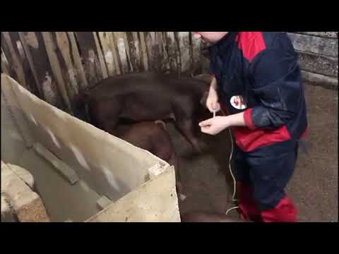 Видео: Дюрок. Смотрим что получается по мясу